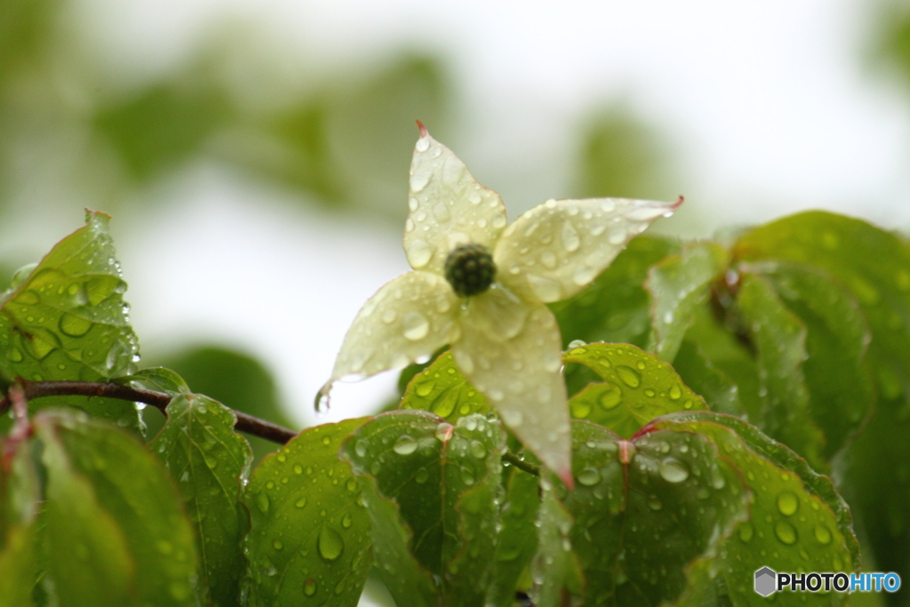 ヤマボウシ雨に打たれて少し寒い