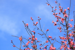 散歩道にも梅が咲いてる～♬