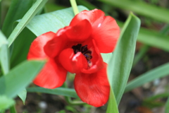 咲いた咲いたチューリップの花が
