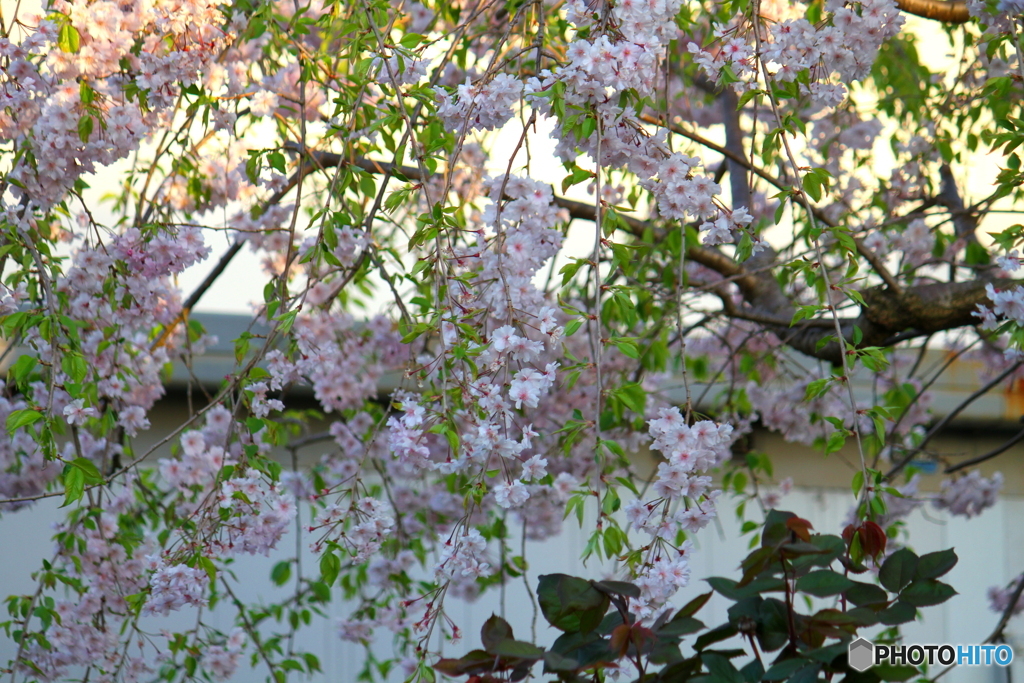 枝垂れ桜の緑との調和が好き！