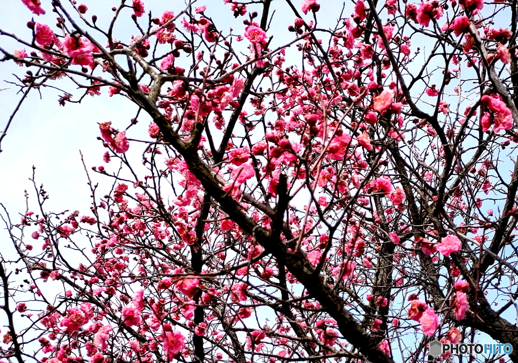 梅の花も色々