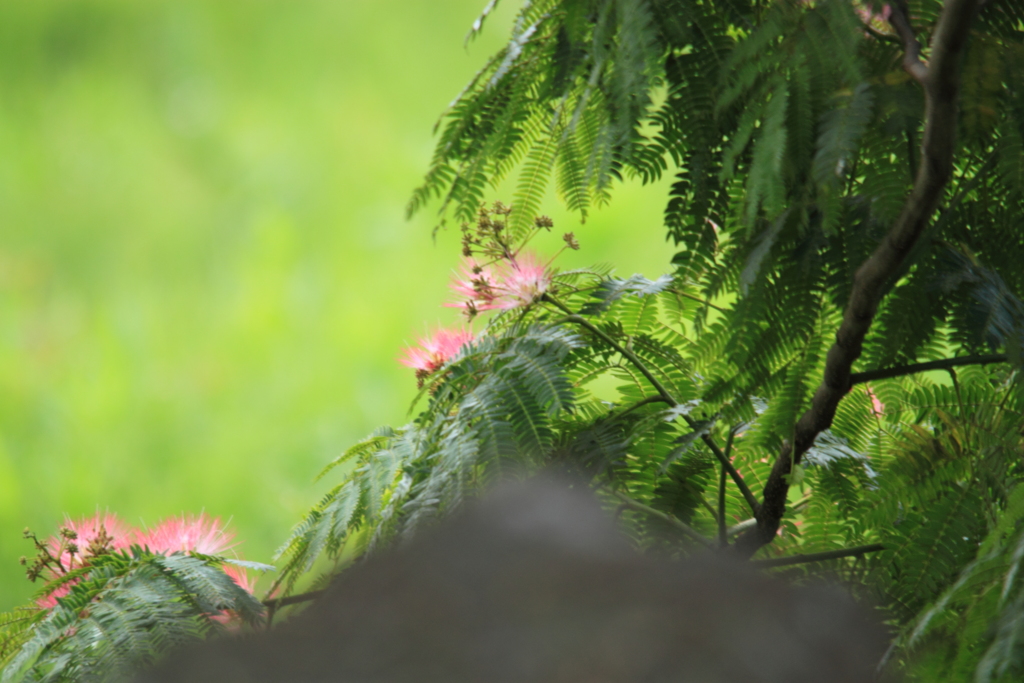 緑に映えるネムの花