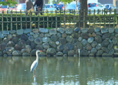 お濠でお魚待ち