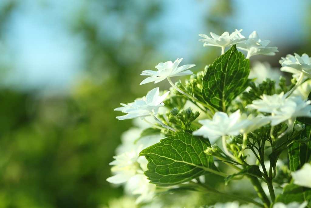 朝陽が嬉しい紫陽花