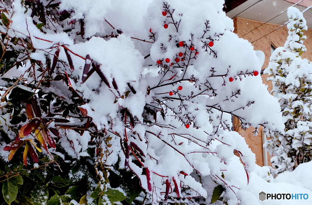 白い雪と南天の赤に惹きつけられ