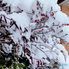 白い雪と南天の赤に惹きつけられ