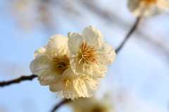 梅４