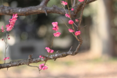 公園の梅林にて