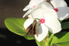 ニチニチソウの蜜が大好き^^