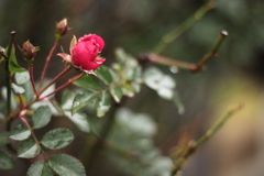 わたしで良かったら撮ってねと薔薇