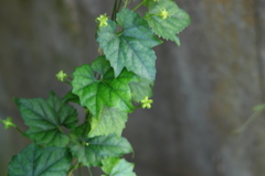 可愛いお花がついてる葉