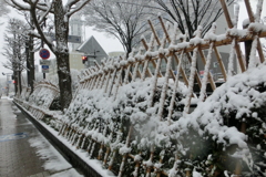 雪囲い