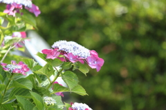 梅雨の晴れ間に紫陽花