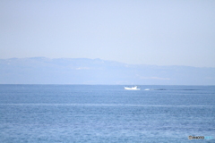 白いお船がどこに行くのでしょうか上天気の富山湾