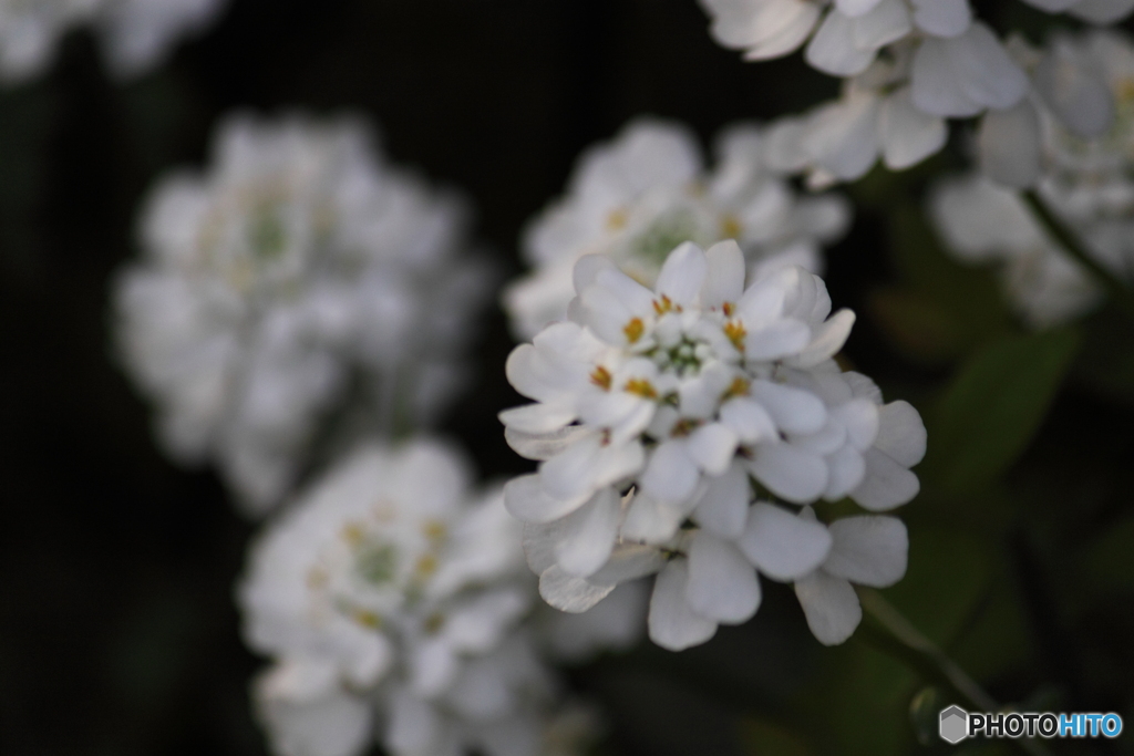 庭の隅っこの白い花