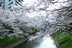 どんより花曇りの松川べり