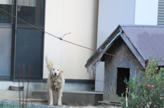 持ち物が気になる番犬さん