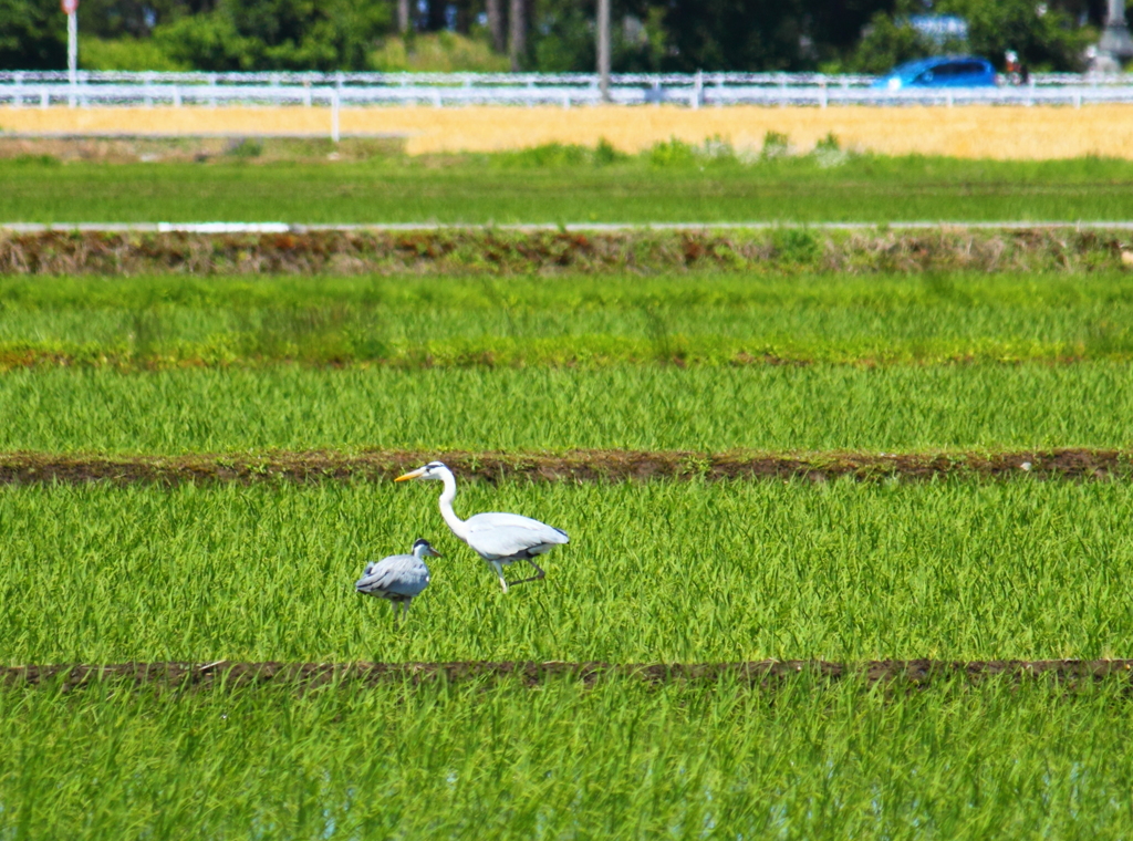 いよいよ田んぼに餌を探しに・・