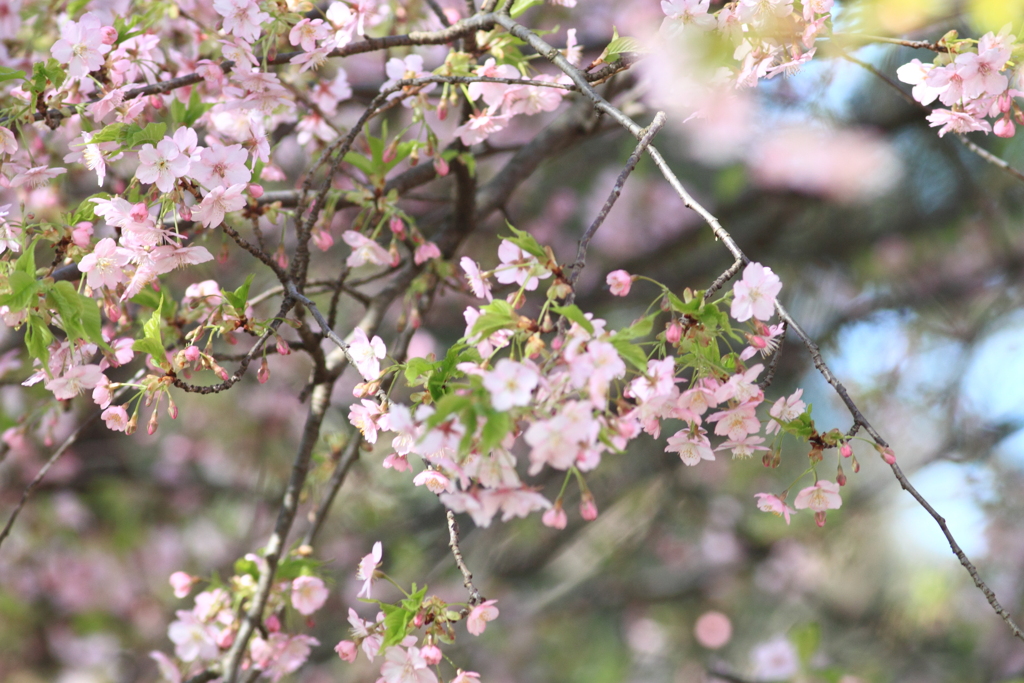 見納め河津桜　３