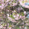 見納め河津桜　３