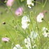 河川敷で秋桜三昧　２