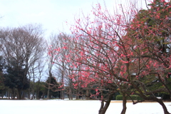 雪と紅梅