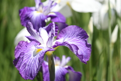 粋な花菖蒲　２