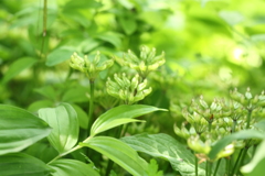 新緑色の花