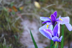 花　長井小紫