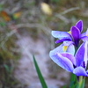 花　長井小紫