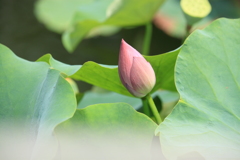 こんにちは～これから咲くのね＾＾