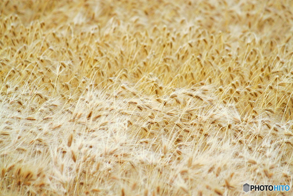 風に揺られる大麦