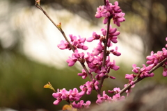 花散歩　