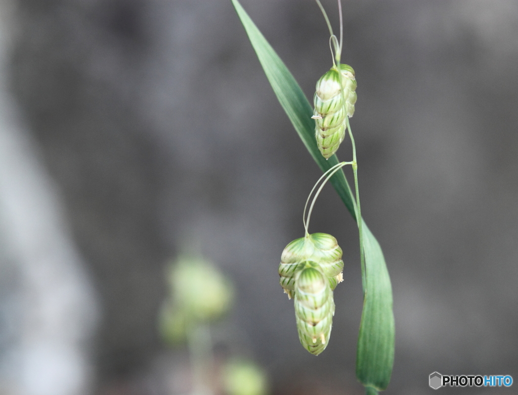 道路際に小判草