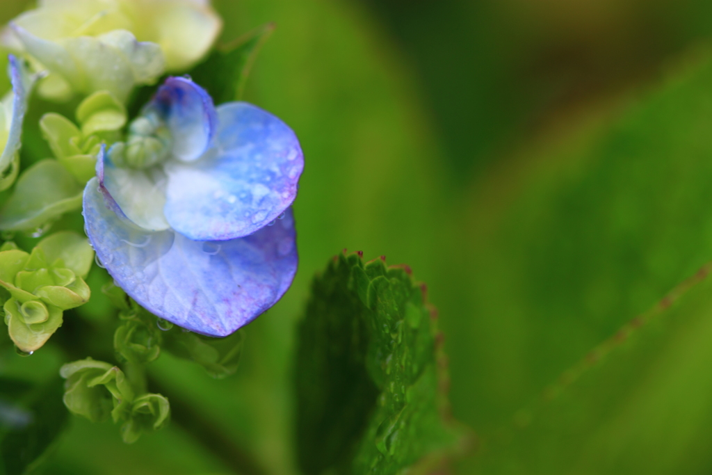 夕べは大雨だったそうな・・知らずに寝てましたぁ・・紫陽花は元気♪ 