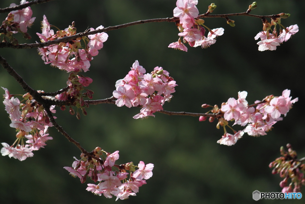 今年も見れたピンクが可愛い河津桜　