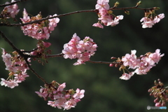 今年も見れたピンクが可愛い河津桜　