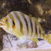 タカノハダイ