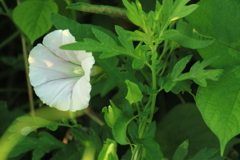 色白のヒルガオ・・草陰が好き