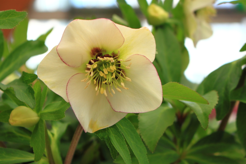 クリスマスローズ