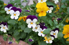 パンジーの寄せ植え
