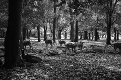 奈良公園の鹿