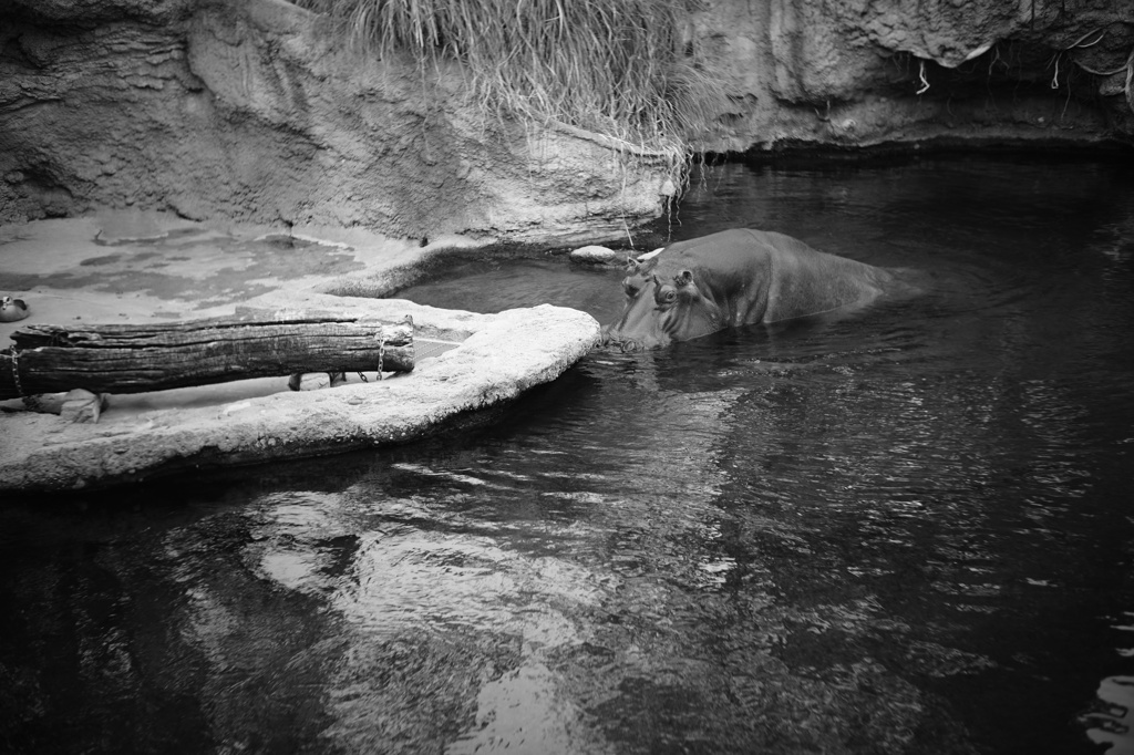 天王寺動物園のカバ