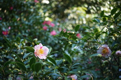 長居植物園のツバキ園より