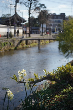 祇園白川の水仙