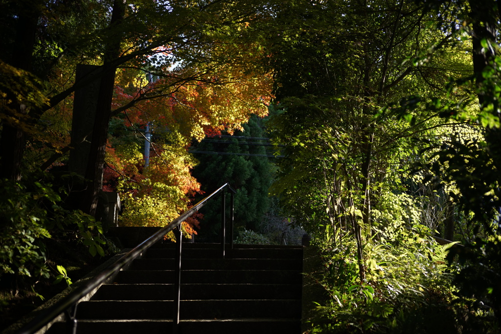 門前の紅葉