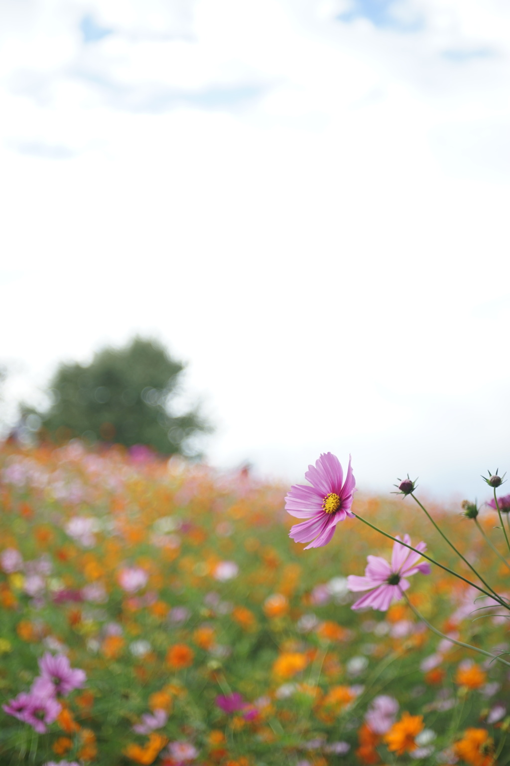 花の丘のコスモス