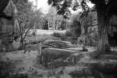 サバンナエリアのライオン