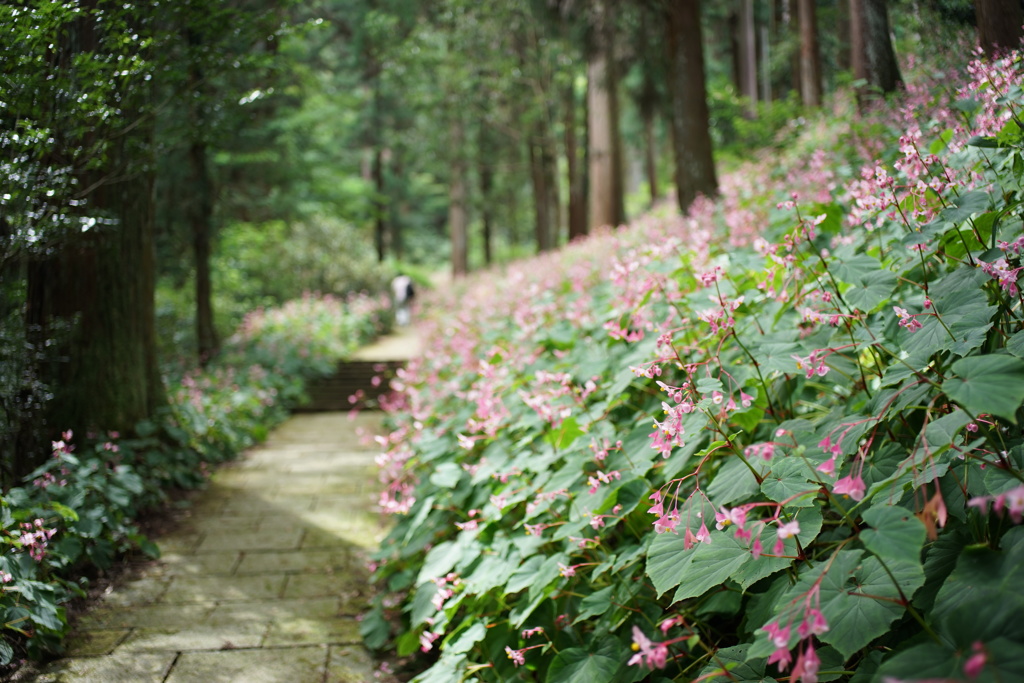 岩湧山の秋海棠