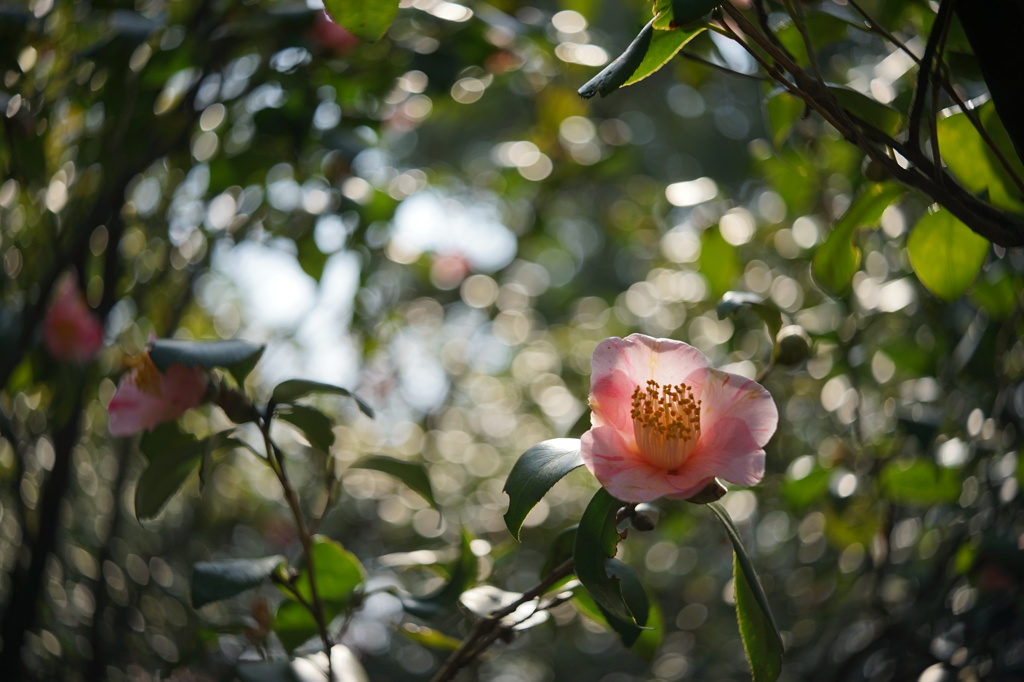 長居植物園のツバキ